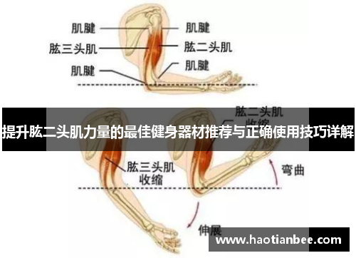 提升肱二头肌力量的最佳健身器材推荐与正确使用技巧详解